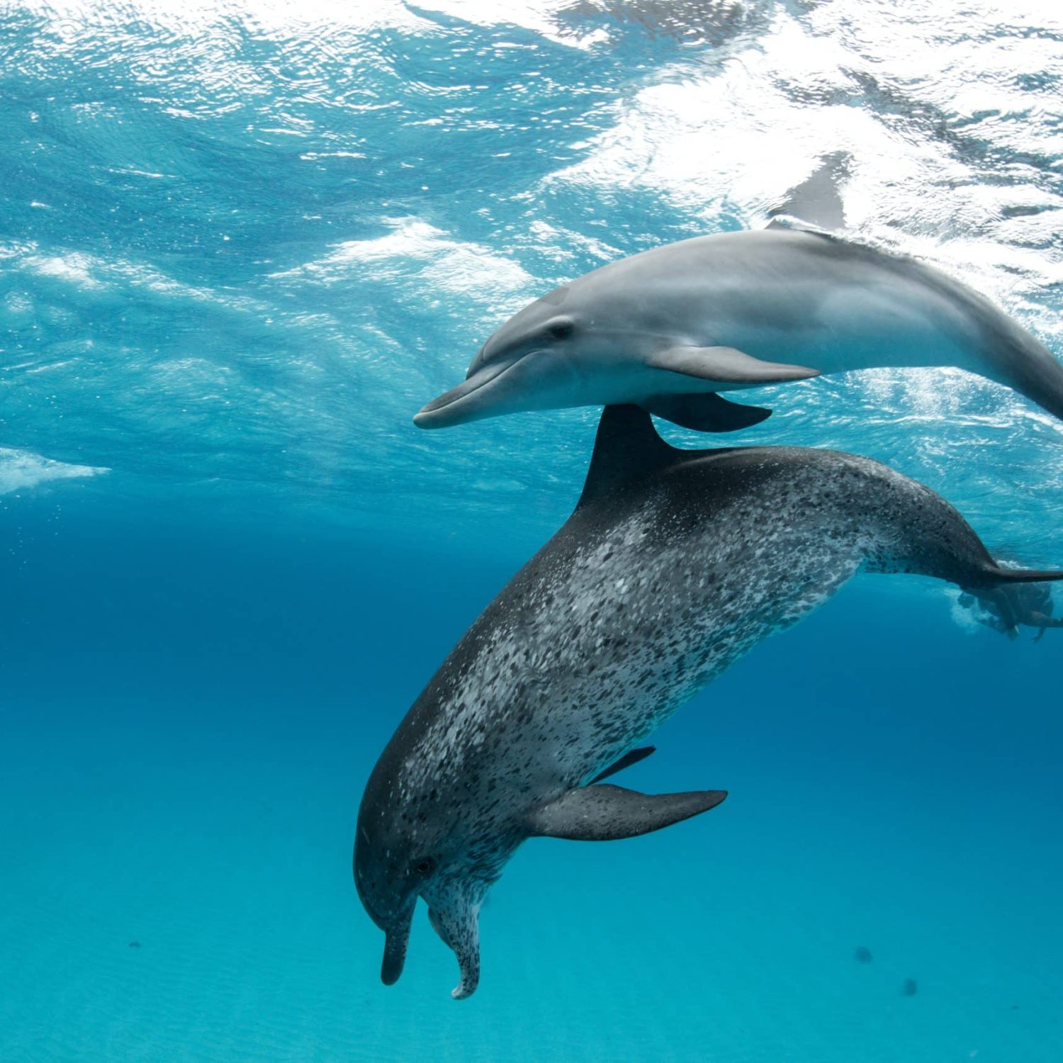 Atlantic Spotted Dolphin (stenella Frontalis), Swimming Underwater, Close Up, Bahamas