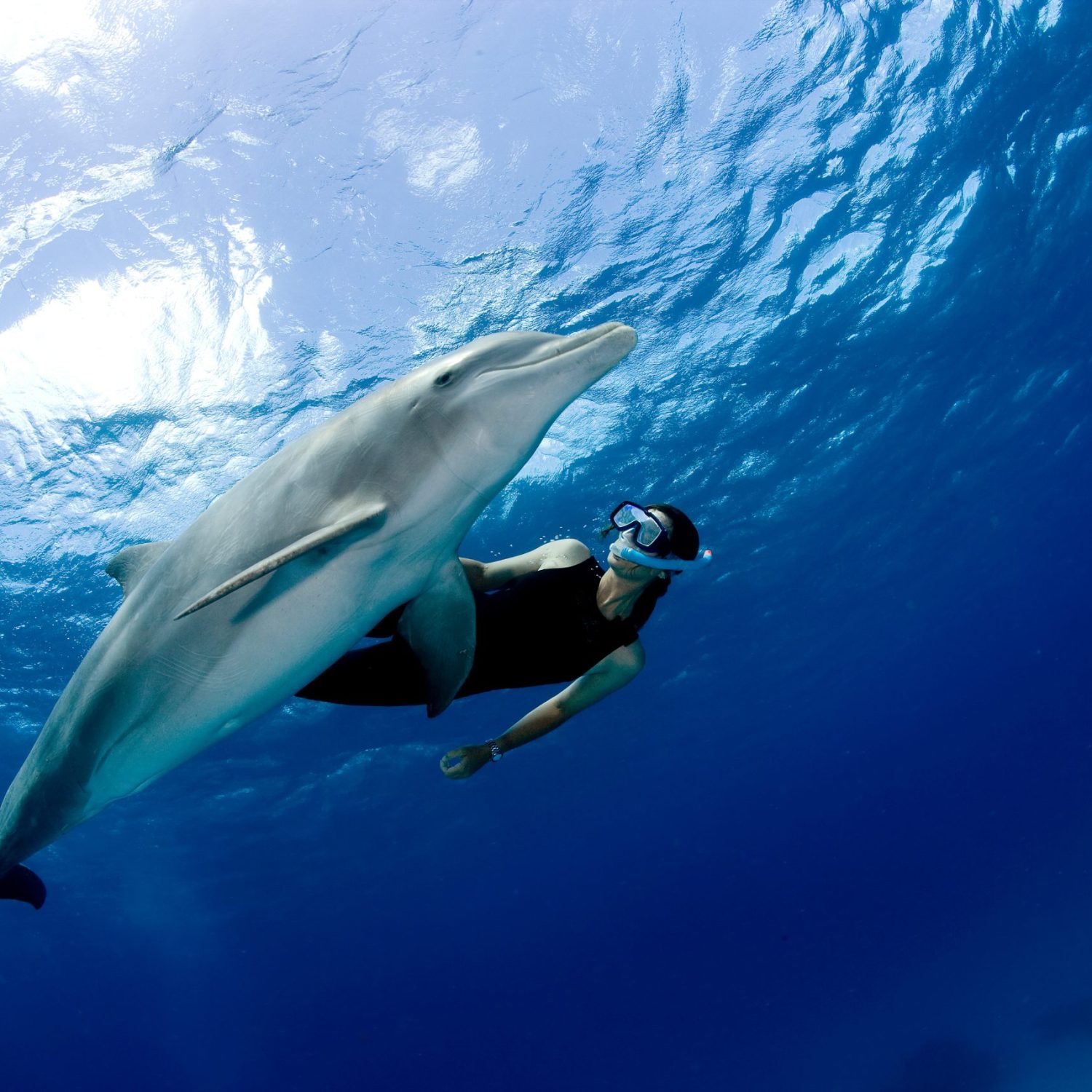 Snorkeler With Dolphin.